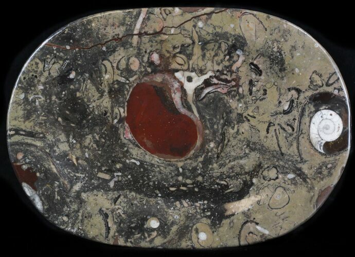 / Fossil Orthoceras & Goniatite Plate - Stoneware #36364